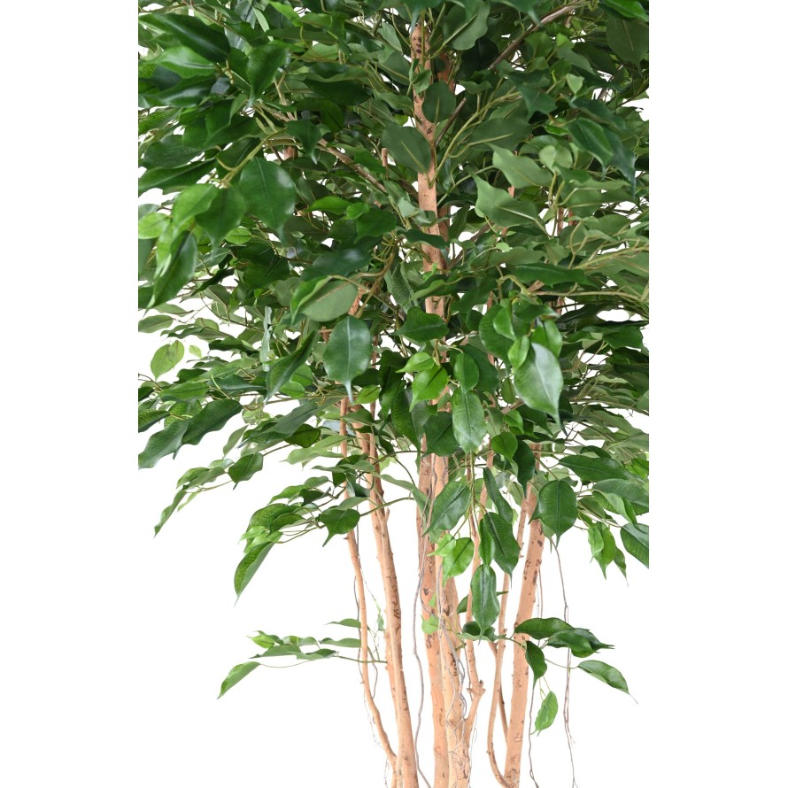 FICUS EXOTICA MT 260