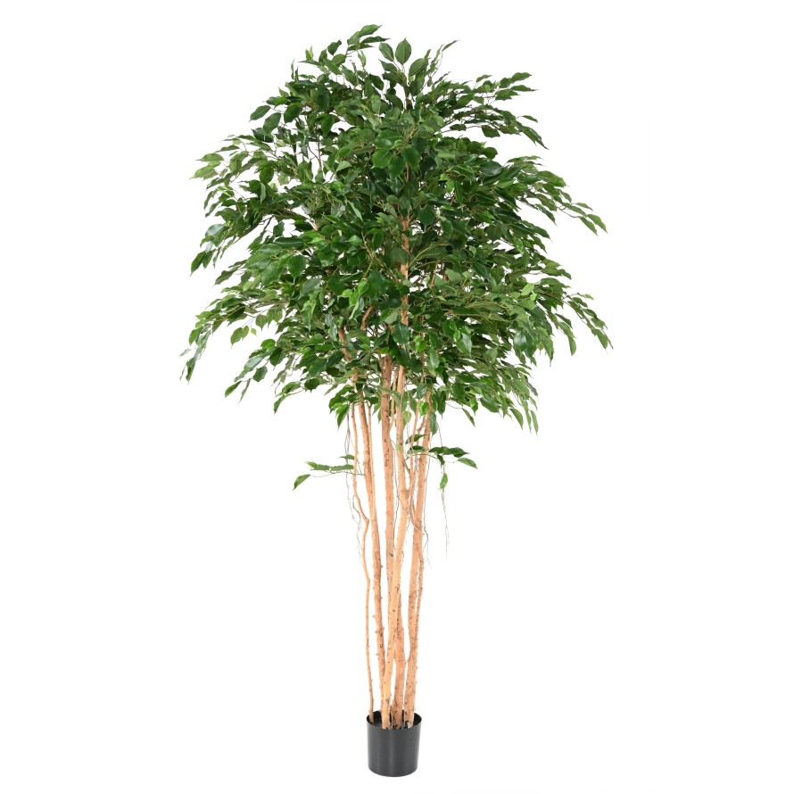 FICUS EXOTICA MT 260