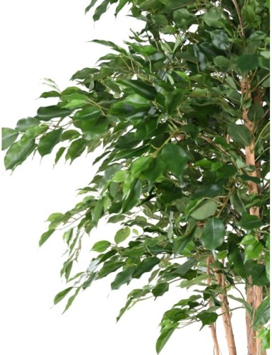 FICUS EXOTICA MT 260