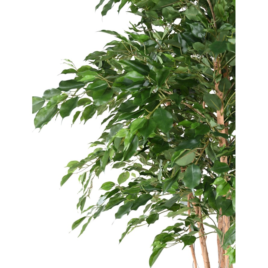 FICUS EXOTICA MT 260