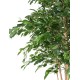 FICUS EXOTICA MT 260