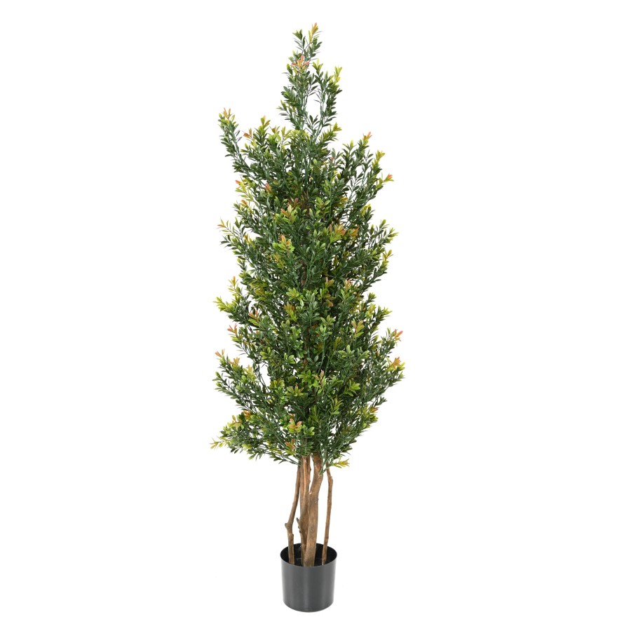 BOXWOOD RED DAY GF BUISSON UV