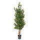 BOXWOOD RED DAY GF BUISSON UV