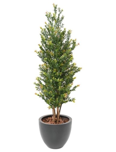 BOXWOOD RED DAY GF BUISSON UV