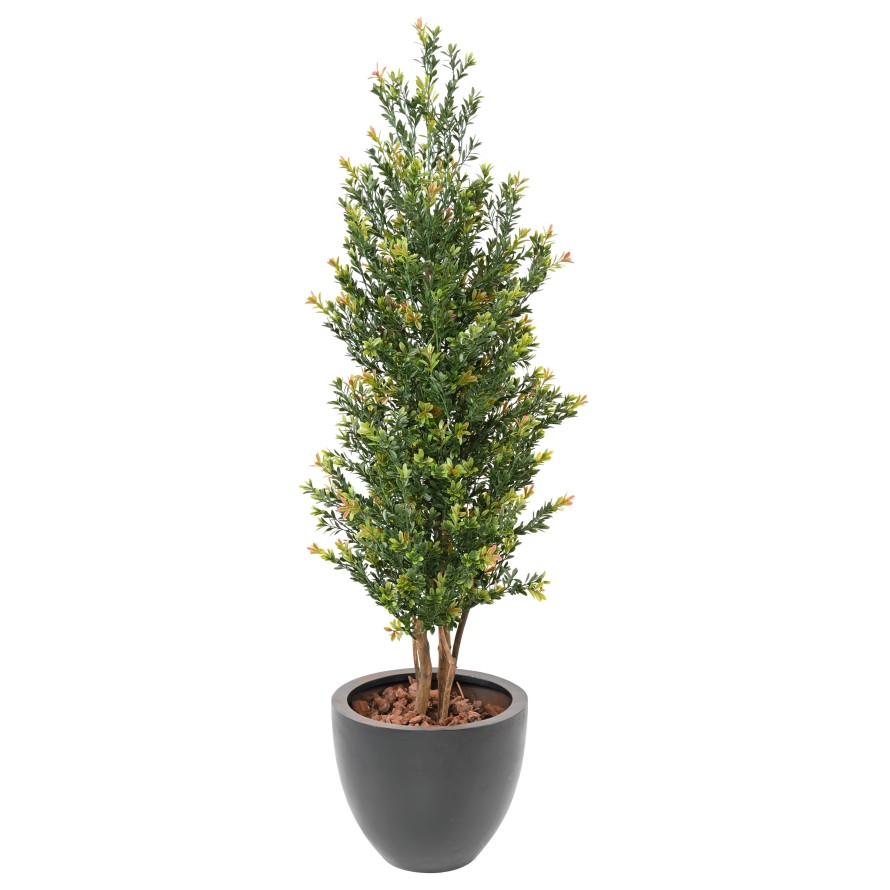 BOXWOOD RED DAY BL BUSH UV