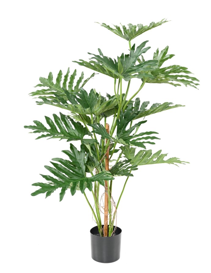 PHILODENDRON SELLOUM 120