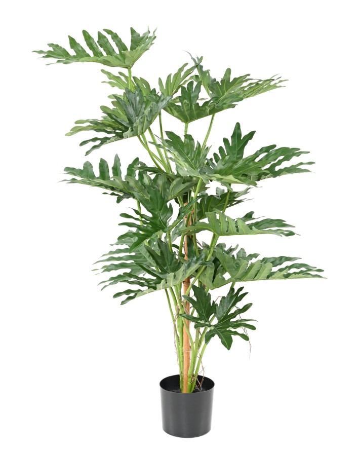 PHILODENDRON SELLOUM 120