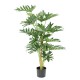 PHILODENDRON SELLOUM 120