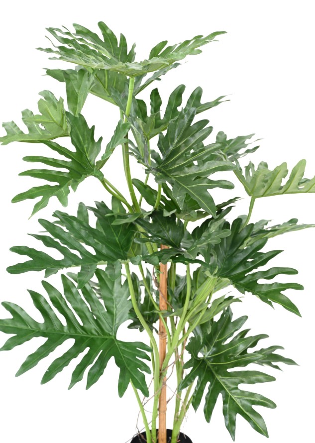 PHILODENDRON SELLOUM 120