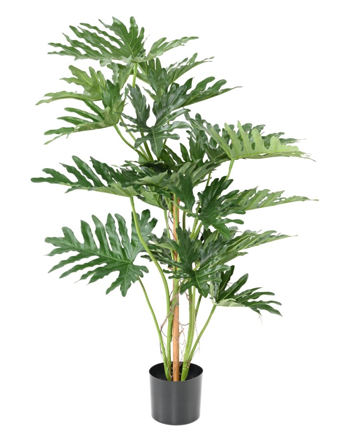 PHILODENDRON SELLOUM 120