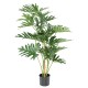 PHILODENDRON SELLOUM 120