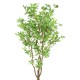 PITTOSPORUM B