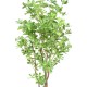 PITTOSPORUM B