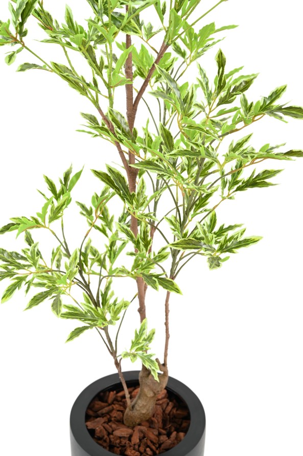 ARALIA PLERANDRA