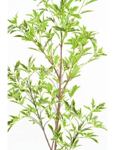 ARALIA PLERANDRA