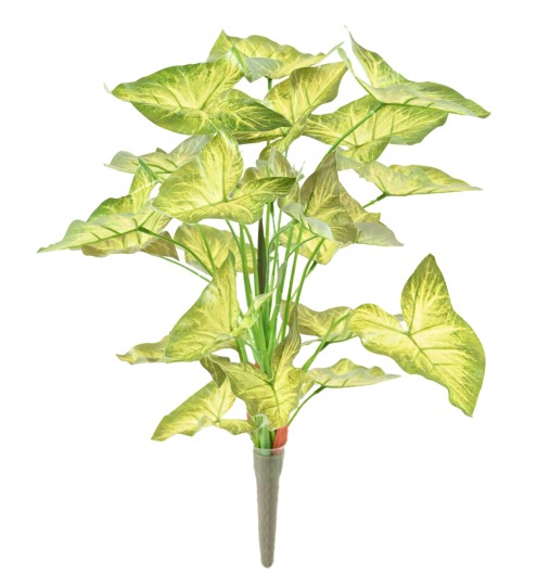 SYNGONIUM PIQUET 45