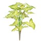 SYNGONIUM PIQUET 45