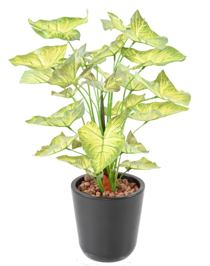 SYNGONIUM PIQUET 45