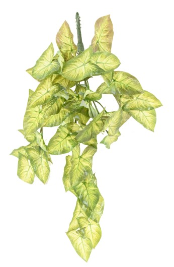 SYNGONIUM CHUTE