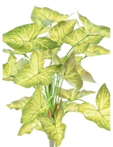 SYNGONIUM PIQUET 45