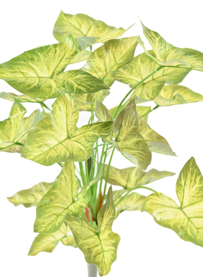 SYNGONIUM PIQUET 45