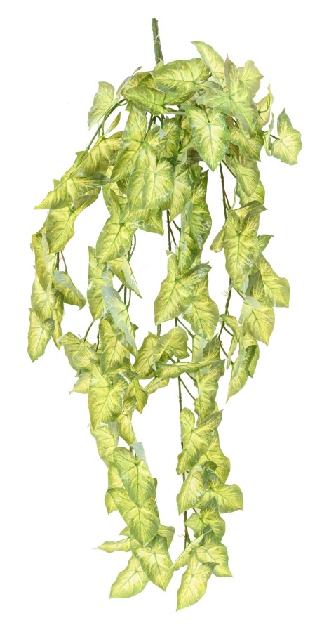 SYNGONIUM CHUTE