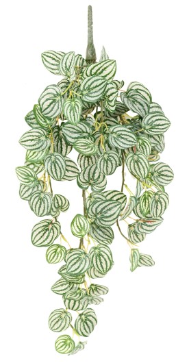 PEPEROMIA FALLS 70