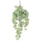 PEPEROMIA CHUTE 70