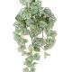 PEPEROMIA FALLS 70