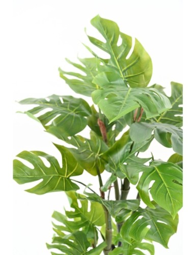 PHILODENDRON 90