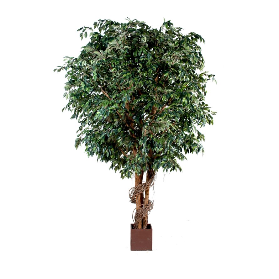 GEANT FICUS