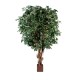 GEANT FICUS