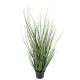 ONION GRASS 50 CM