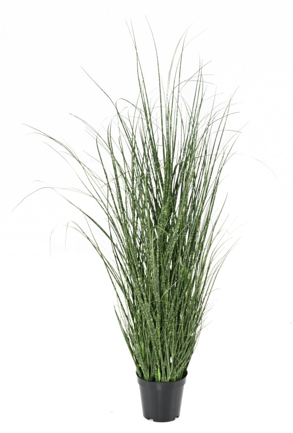 ONION GRASS 90 CM