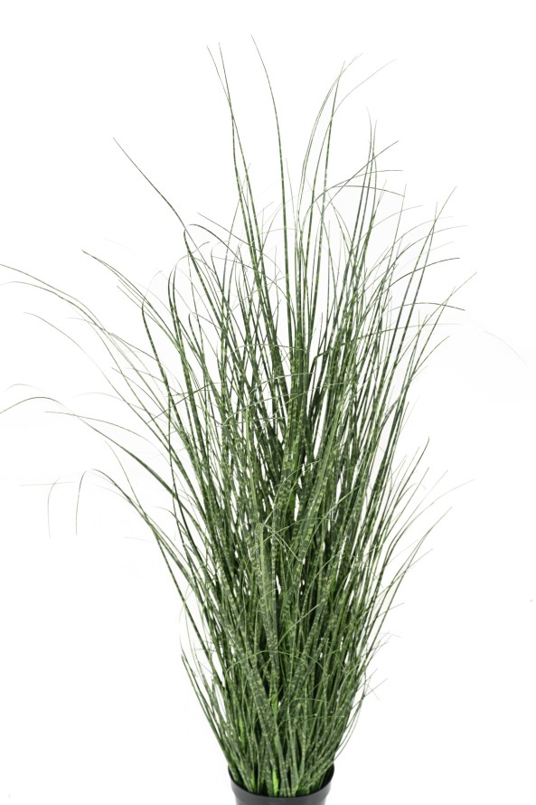 ONION GRASS 90 CM