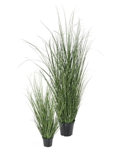 ONION GRASS 90 CM