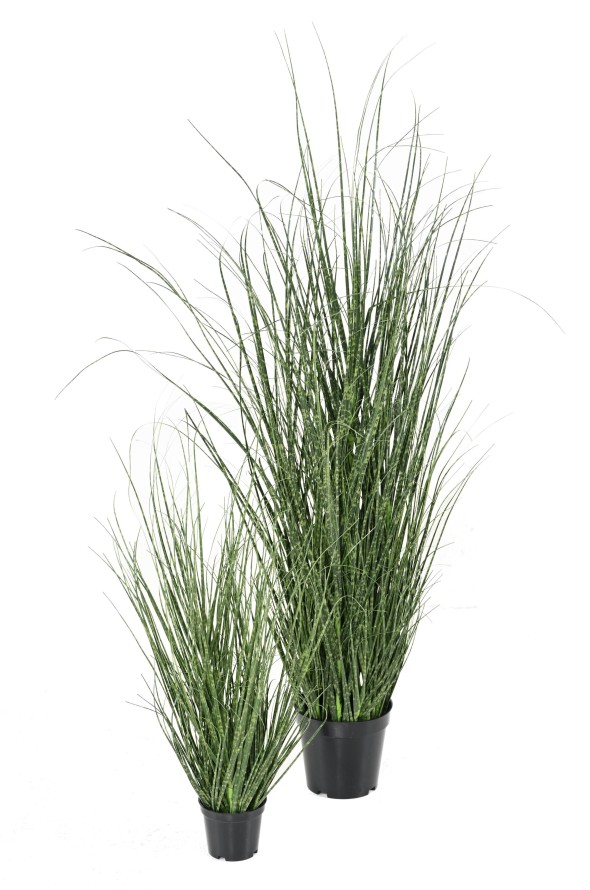 ONION GRASS 90 CM