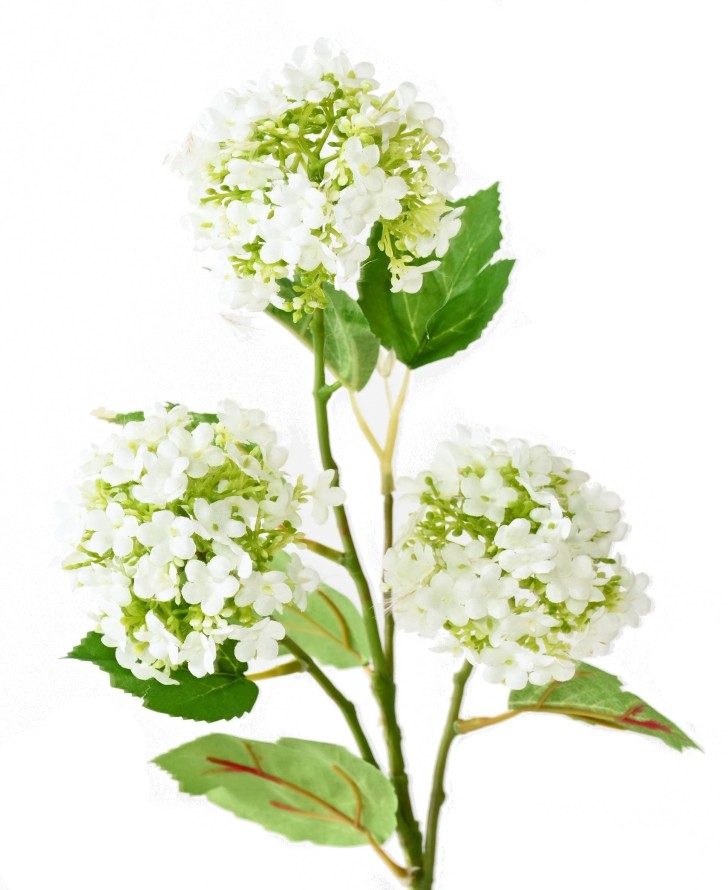 VIBURNUM*3