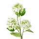 VIBURNUM*3