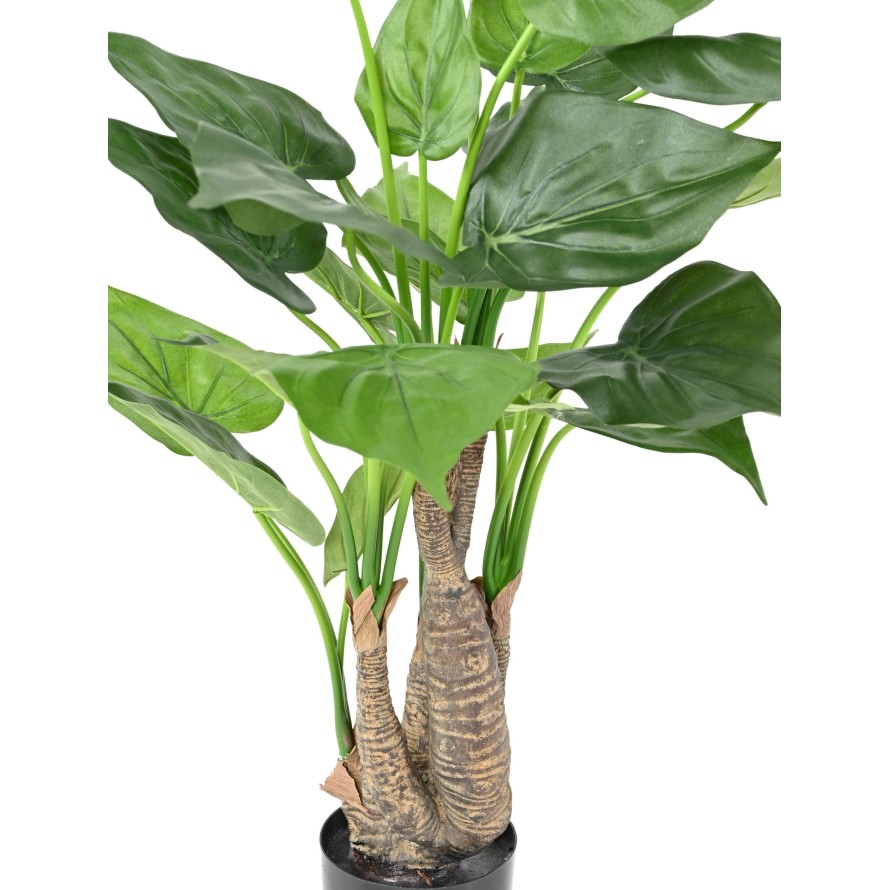 ALOCASIA CUCULLATA