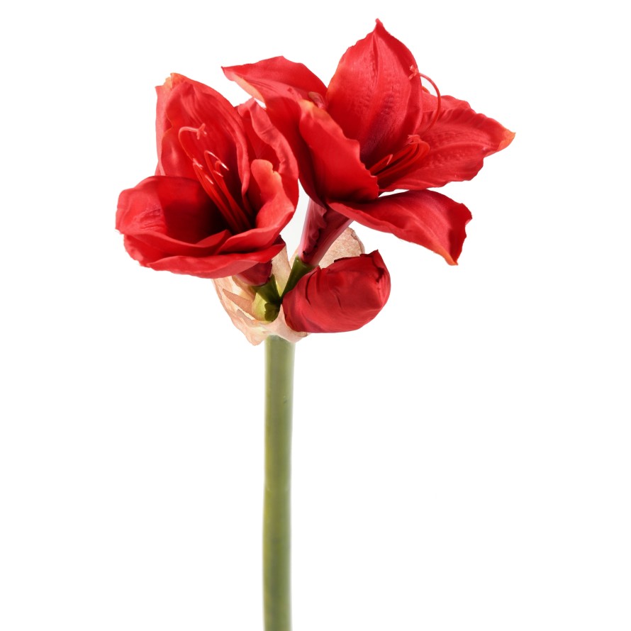 AMARYLLIS TIGE