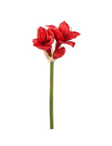 AMARYLLIS TIGE