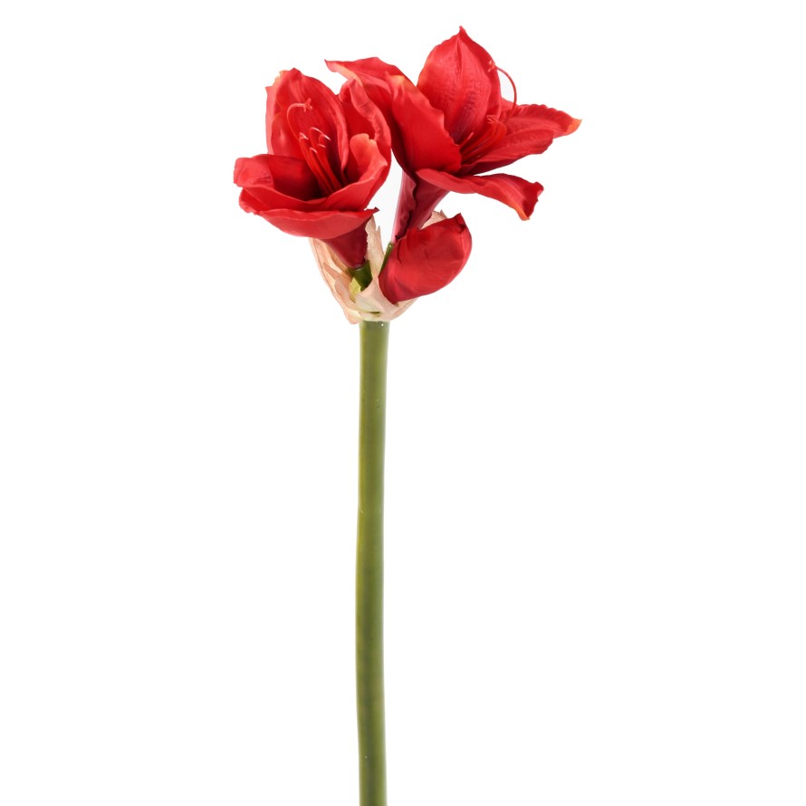 AMARYLLIS TIGE