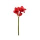 AMARYLLIS TIGE