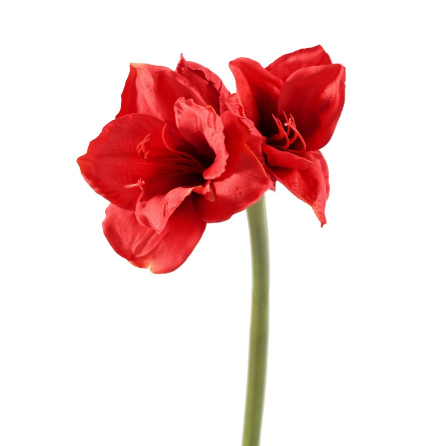 AMARYLLIS TIGE