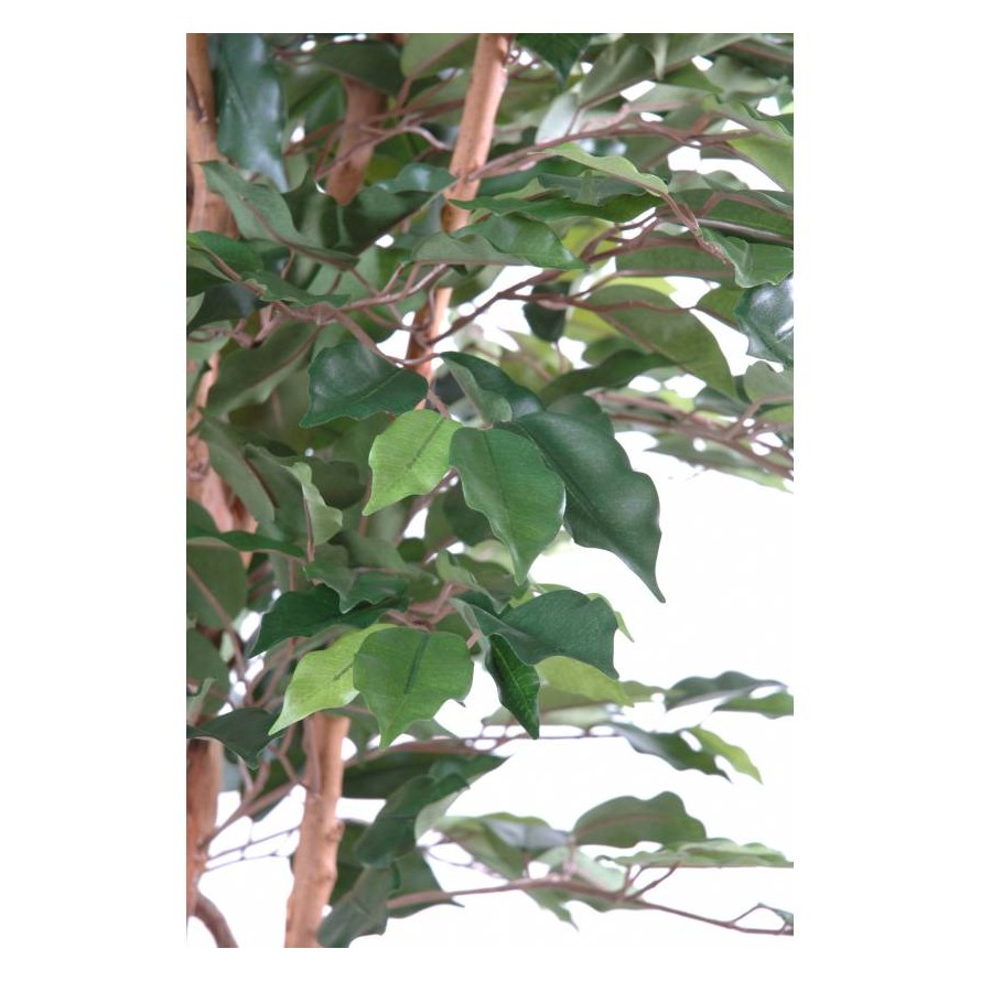 FICUS SINGLE TRUNK GF