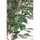 FICUS TRONC SIMPLE GF