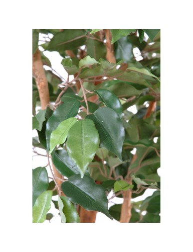 FICUS SINGLE TRUNK GF