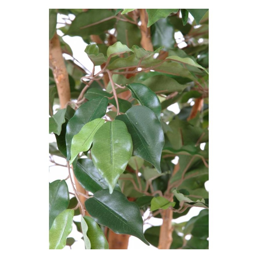 FICUS SINGLE TRUNK GF