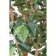 FICUS TRONC SIMPLE GF